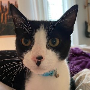 Meet your Posher, Sidney